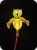 Paph. druryi